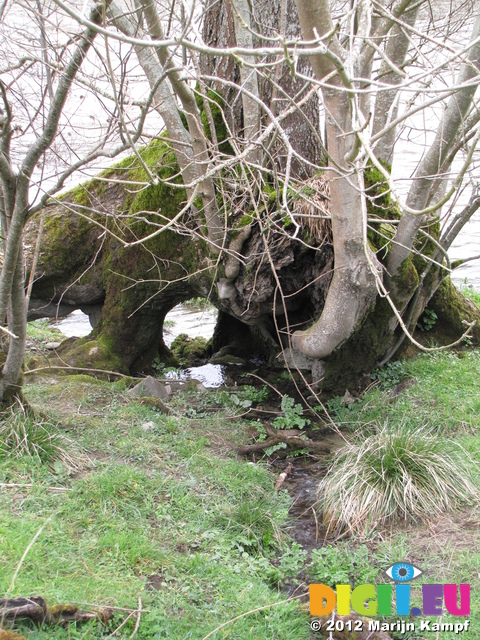 SX22049 Stream flowing through tree trunk